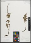 Foto von Salix myrsinites L.